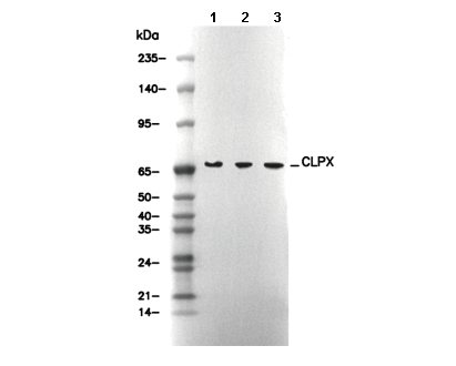 CLPX Antibody