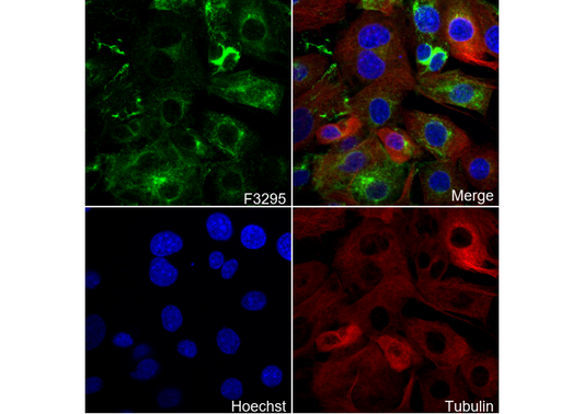α-Internexin Antibody
