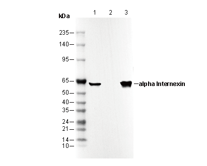 α-Internexin Antibody