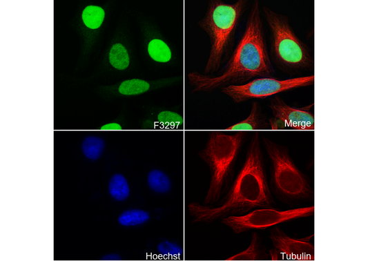 PDCD4 Antibody
