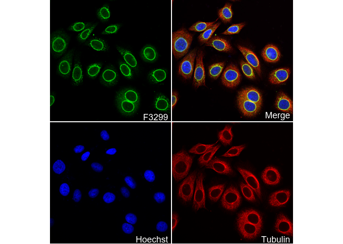RanGAP1 Antibody