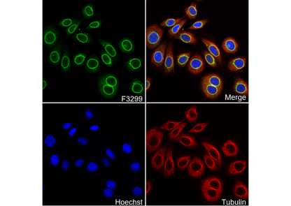 RanGAP1 Antibody