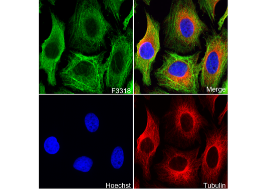 non-muscle Myosin IIA Antibody