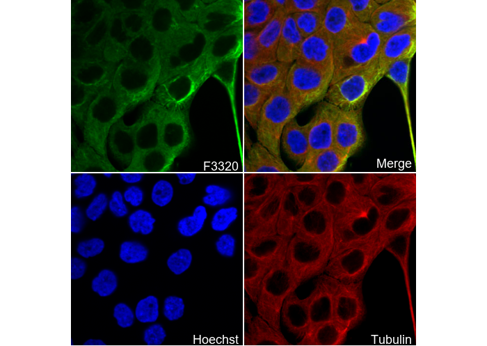 Cytokeratin 6 Antibody