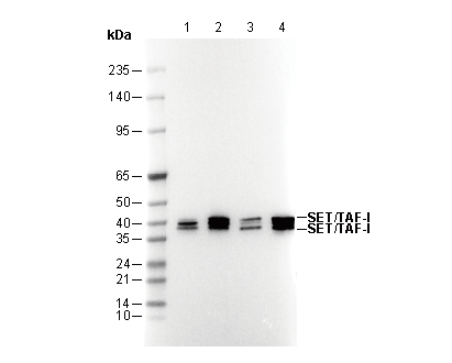 SET / TAF-I Antibody