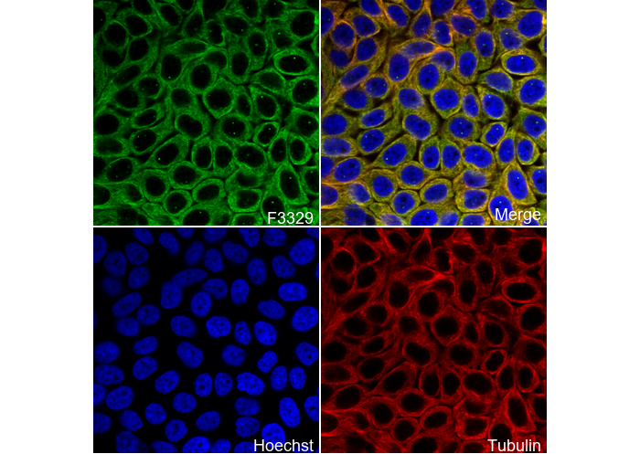 HERPUD1 Antibody