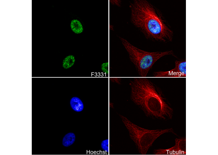 TAF15 Antibody