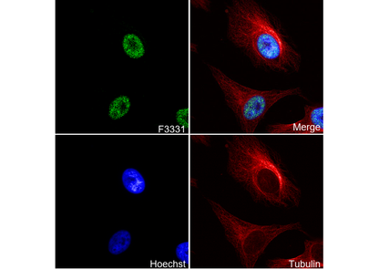 TAF15 Antibody