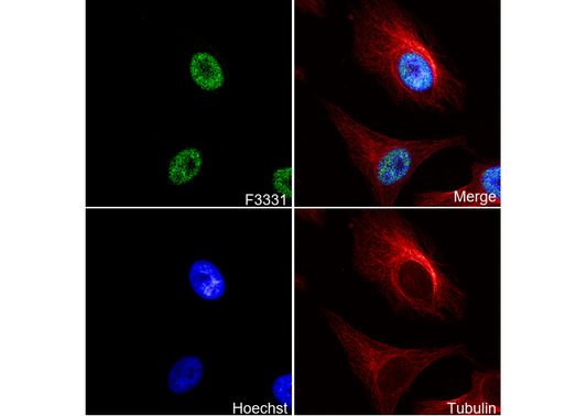 TAF15 Antibody