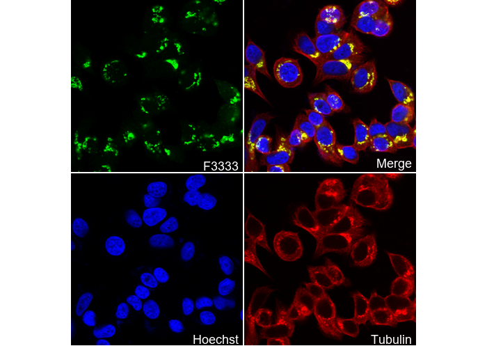 GRASP65 C-terminal Antibody