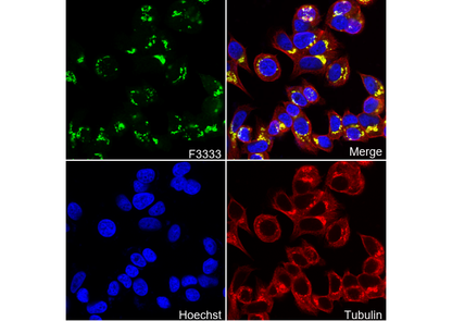 GRASP65 C-terminal Antibody