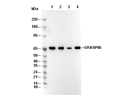 GRASP65 C-terminal Antibody