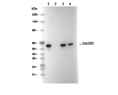 Cdc25C Antibody