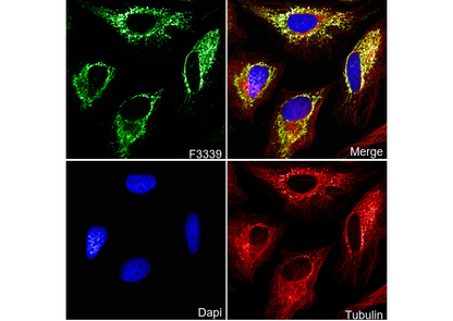 AIF Antibody