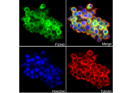 RIG-I / DDX58 Antibody