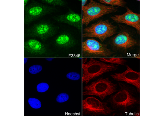 Bmi1 Antibody