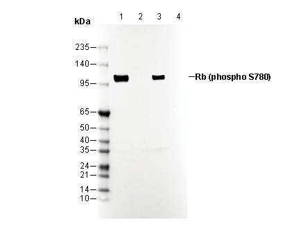 Phospho-Rb (Ser780) Antibody