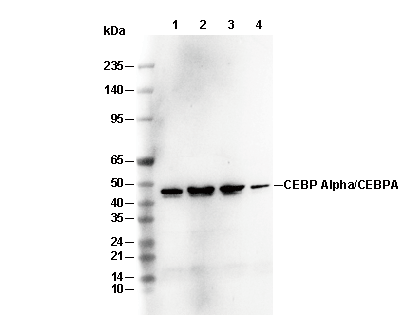 CEBP α/CEBPA Antibody