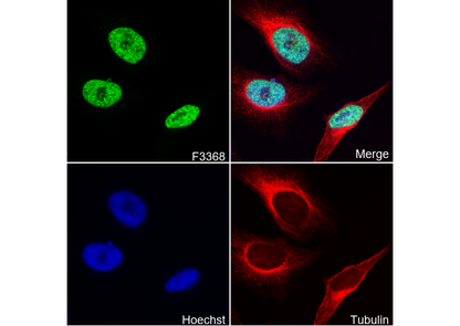 G9a/EHMT2 Antibody