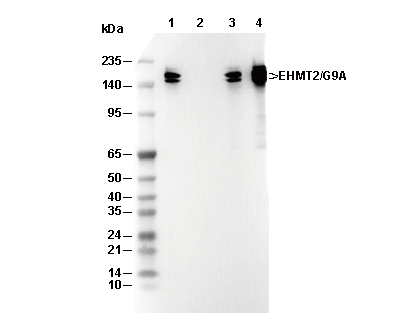 G9a/EHMT2 Antibody