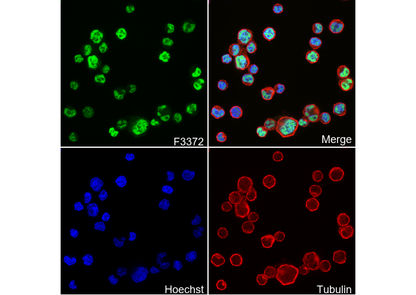 MEF2C Antibody