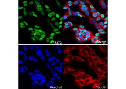 GATA3 Antibody