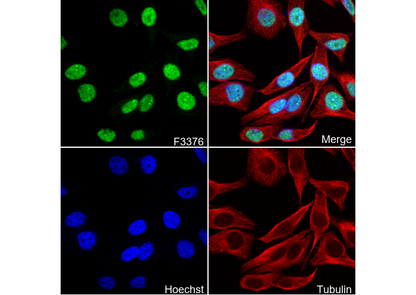 SIRT6 Antibody