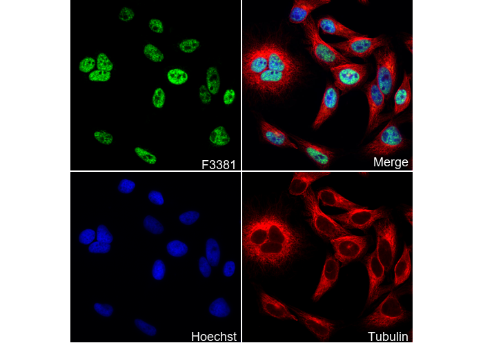 SOX9 Antibody