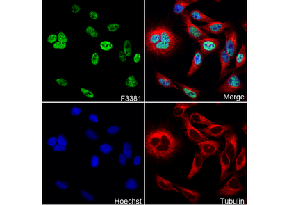 SOX9 Antibody