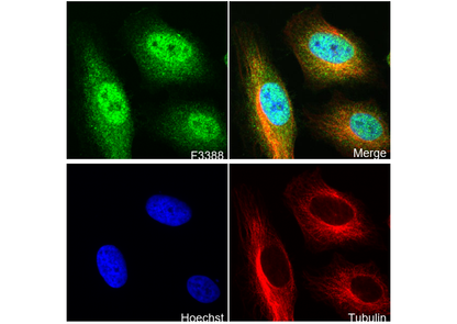 STAT6 Antibody