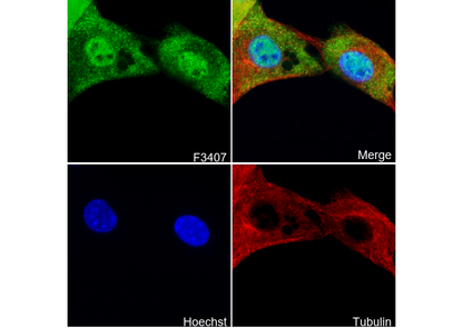 MBNL1 Antibody