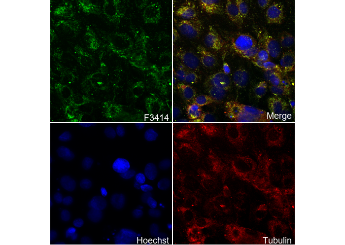 KRIT1 Antibody
