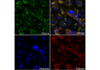 KRIT1 Antibody