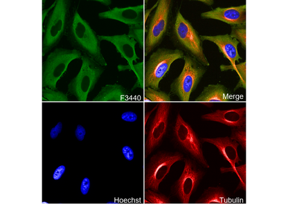 eEF1A1/EF-Tu+eEF1A1 + eEF1AL3 Antibody