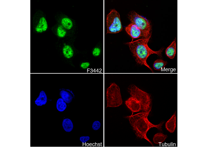 MEF2A Antibody