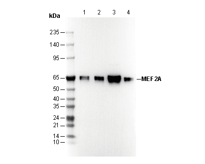 MEF2A Antibody