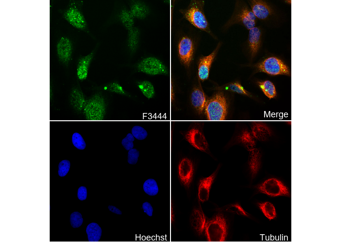 Phospho-KAP1 (Ser824) Antibody