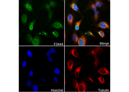 Phospho-KAP1 (Ser824) Antibody