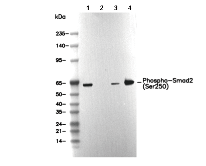 Phospho-Smad2 (Ser250) Antibody