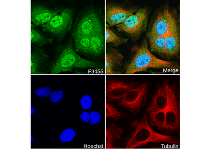 DPF2/REQ Antibody