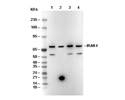 IRAK4 Antibody
