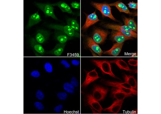 SAE2/UBA2 Antibody