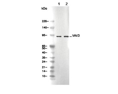 VAV3 Antibody