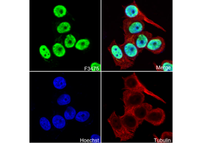 hnRNP Q C-terminal Antibody