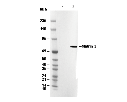 Phospho-NF-κB p65 (Ser468) Antibody