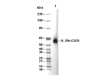 IL-2Rα/CD25 Antibody