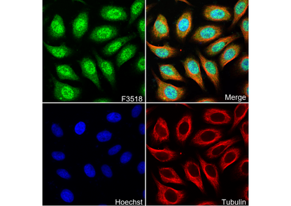 Bax Antibody
