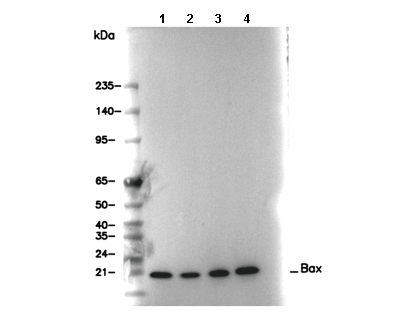 Bax Antibody