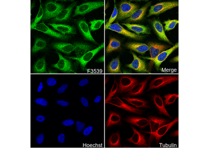 IκBα Antibody