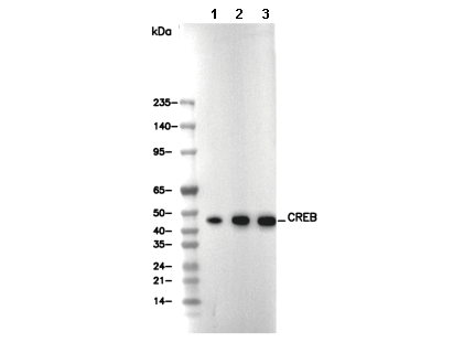 CREB Antibody